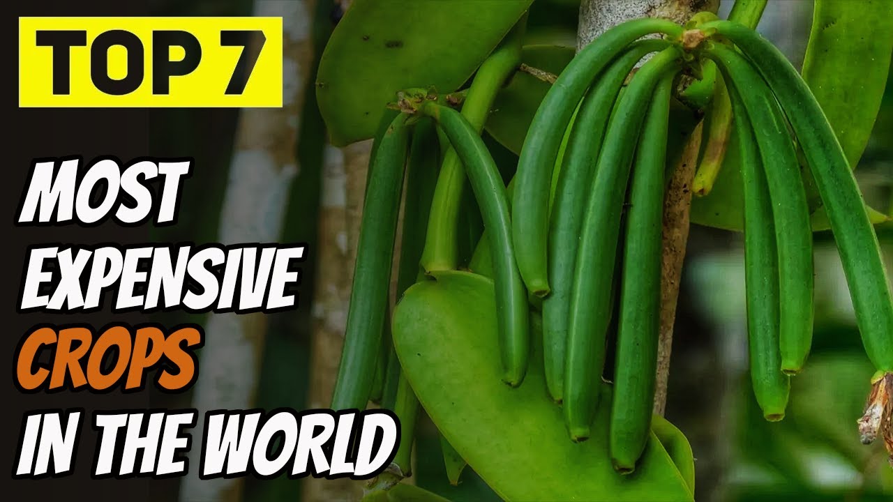 Top 7 Most Expensive Crops in the World | 4K Close-Up on the Costliest Plants