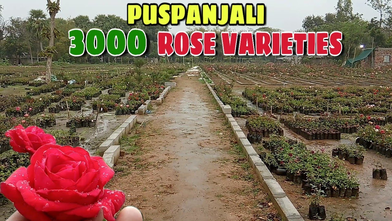 Puspanjali Nursery - Asia's Biggest Rose Garden, Rose Valley Of India