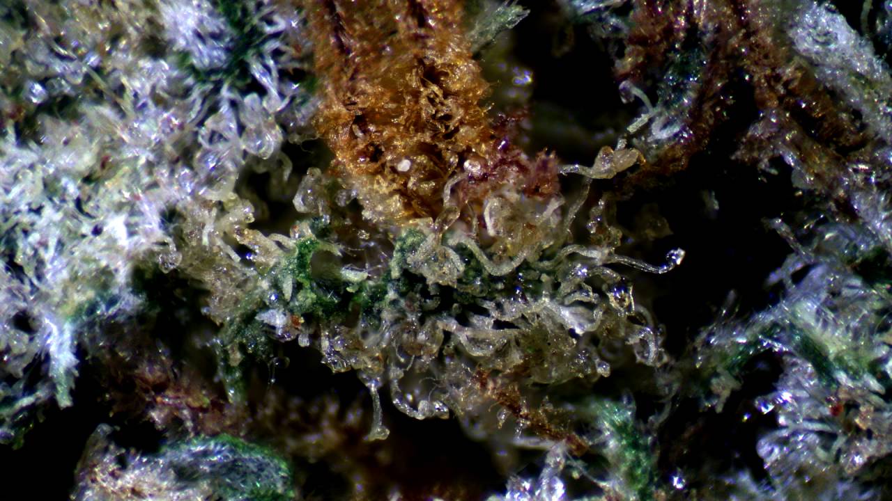 afwreck nugzoom