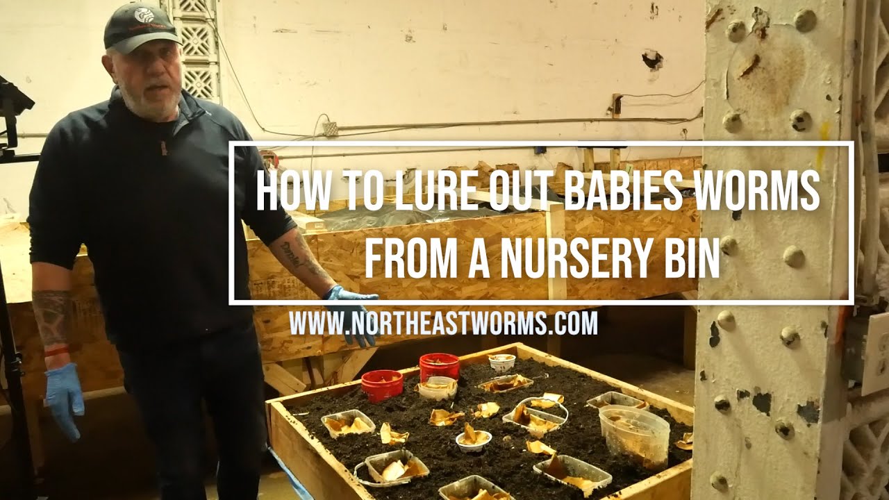 How To lure out babies worms from a nursery bin. Everything you need to know to multiply your worms