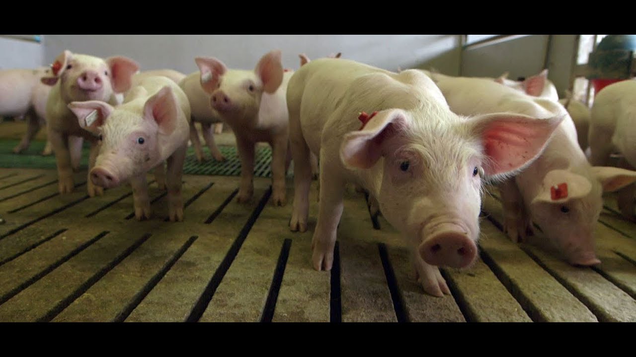 Wie Schweine in der Massentierhaltung gequ&auml;lt werden MDR Exakt