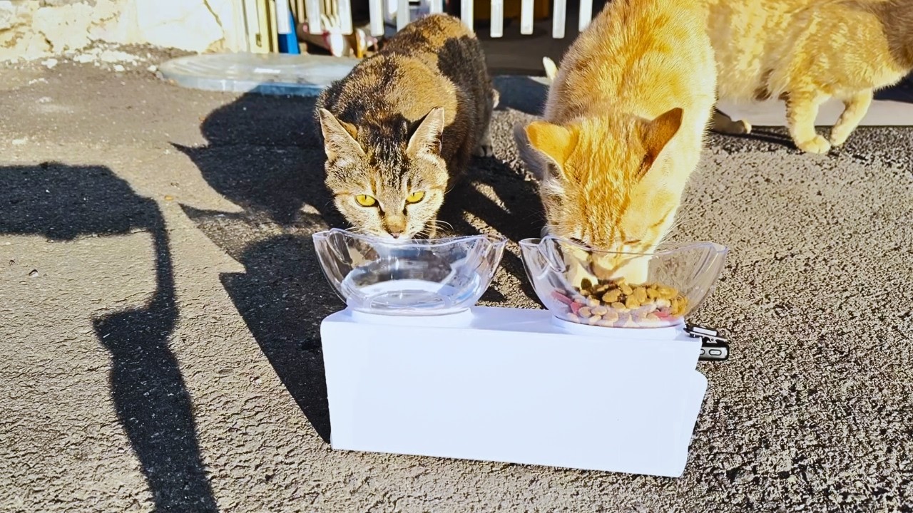 The Street Cats Are So Hungry