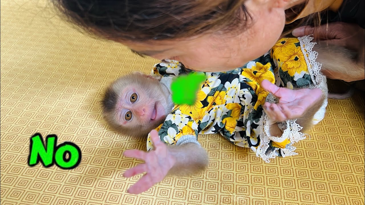 Baby monkey Tina refused to kiss her mother because her mouth smelled bad.