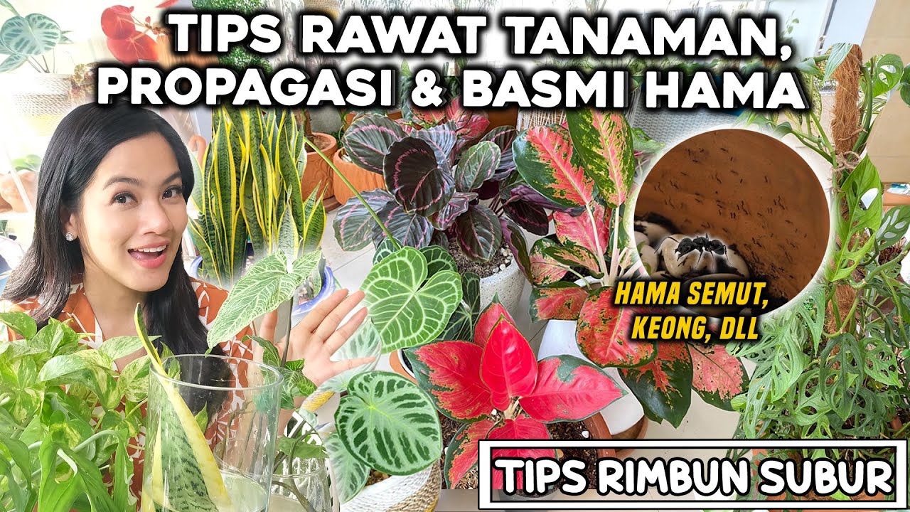 TIPS TANAMAN HIAS SUPAYA RIMBUN BEBAS HAMA!!