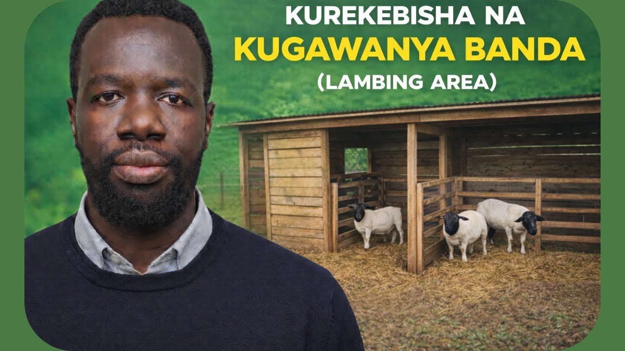 Ufugaji wa Kondoo wa Dorper Kenya | Kurekebisha na Kugawanya Banda (Lambing Area) sehemu ya kuzaa