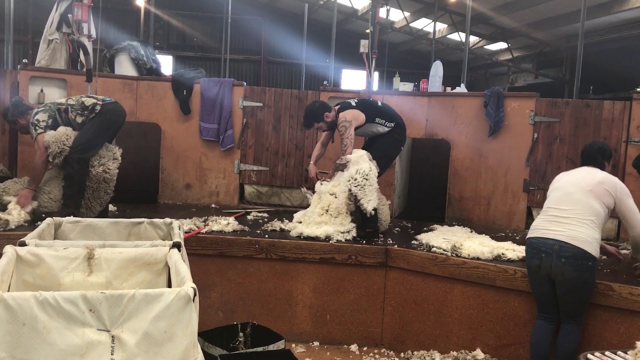 Shearing 1/4 breeds at Ida valley station central Otago nz