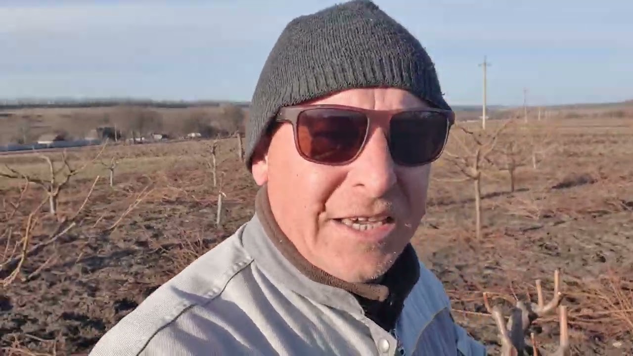Особливості обрізки  персика айспіч.