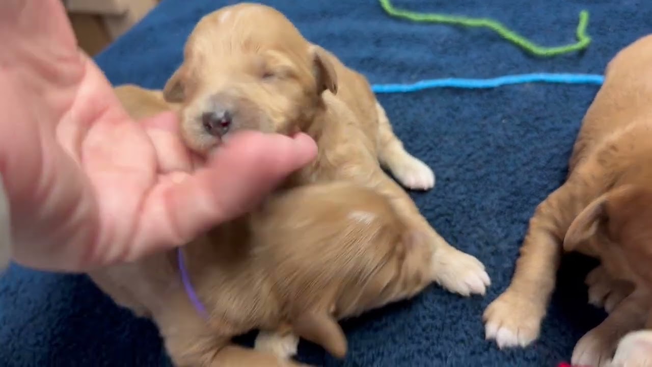 Angel’s female English Teddy Bear Goldendoodle puppies