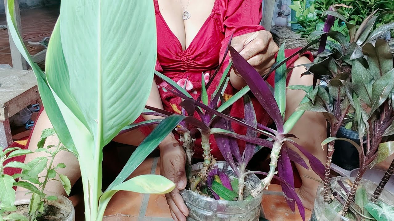 Bunga Daun Panjang Ada Bau Harum