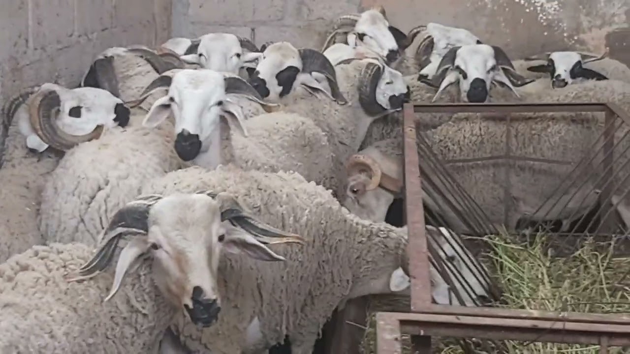 مشيت  للكوري نشري خروف  العيد  اثمنة حولي العيد- خروف- هاذ العام من مراكش الحوز الثمن طالع بزاف