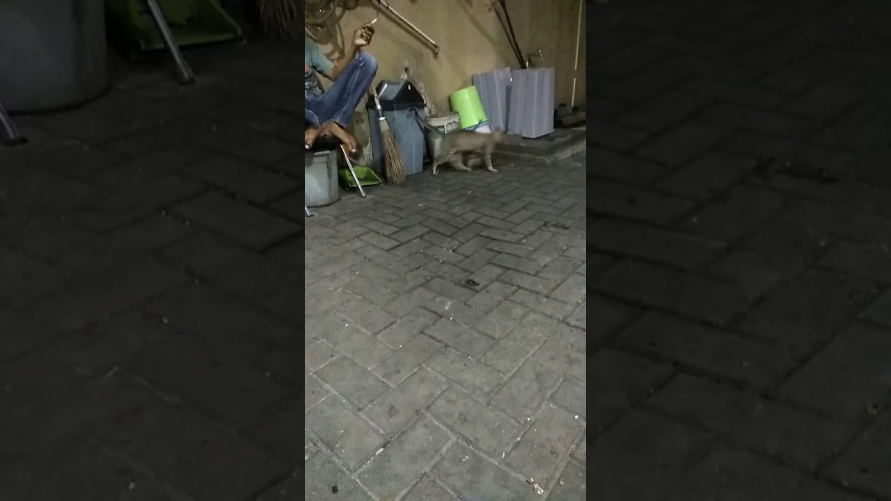 cat marking territory by spraying urine