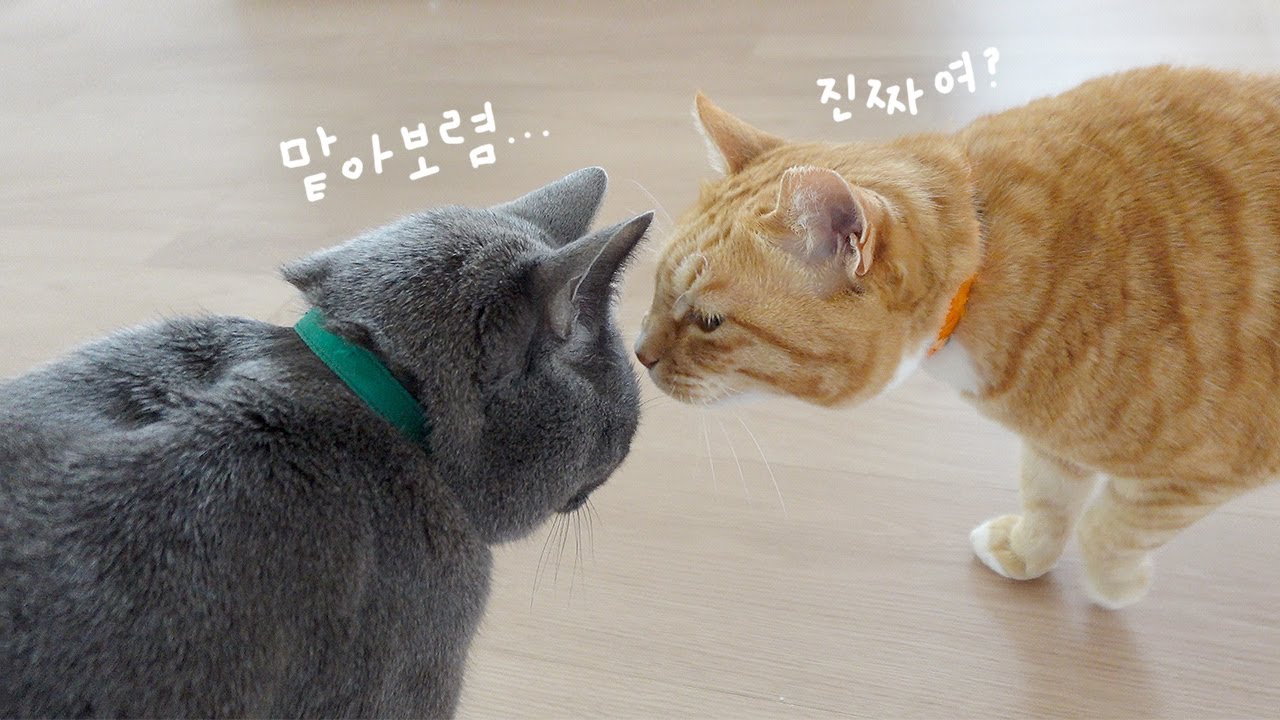 외로운 고양이가 자상한 고양이를 만났을 때