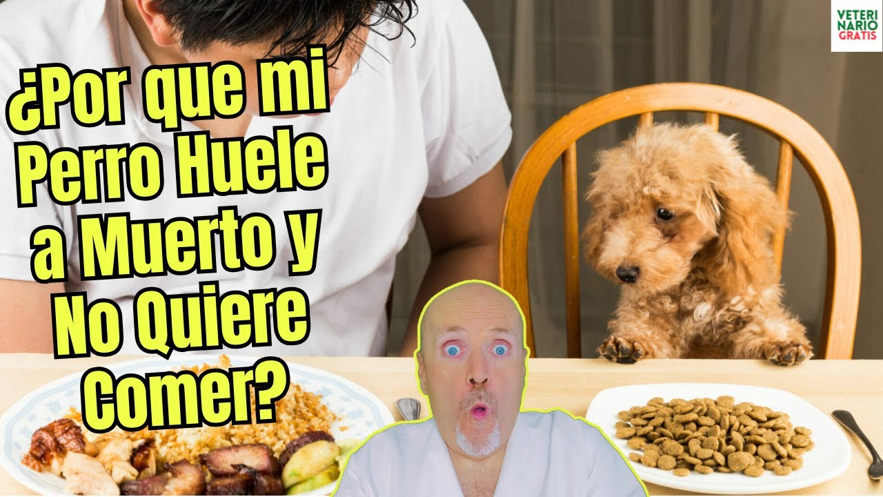 🐕💀 ¿POR QUÉ MI PERRO HUELE A MUERTO Y NO QUIERE COMER? 🤔🍽️