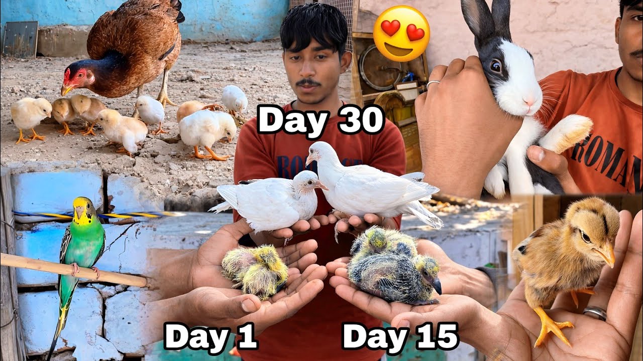 Kabutar Ke 2 Naye Bache Nikal Aaye 😍 || Day 2 पर चिक्स की ग्रोथ चैक कि | 