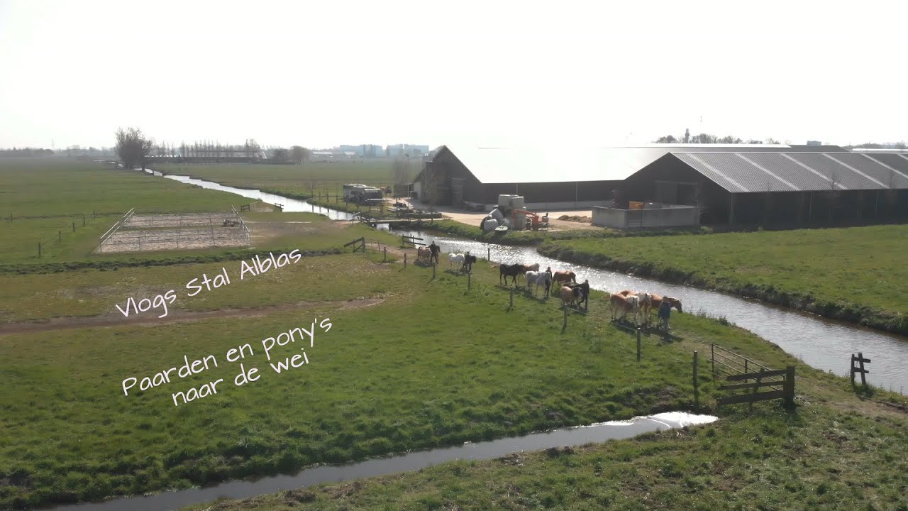 Vlogs Stal Alblas - Paarden en pony's naar de wei
