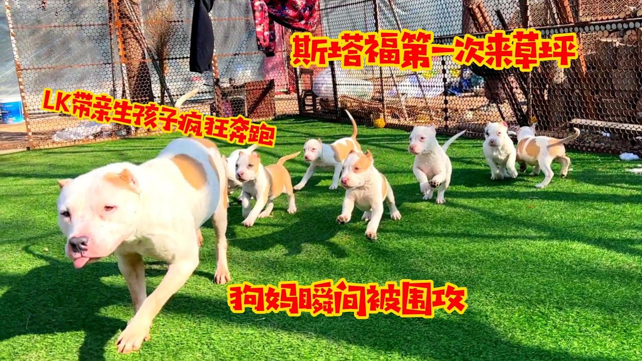 斯塔福第一次来草坪，LK带亲生孩子疯狂奔跑，狗妈瞬间被围攻