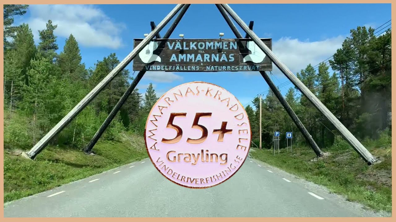 Flugfiske - Harr 55+, 1,6 kg - Ammarnäs