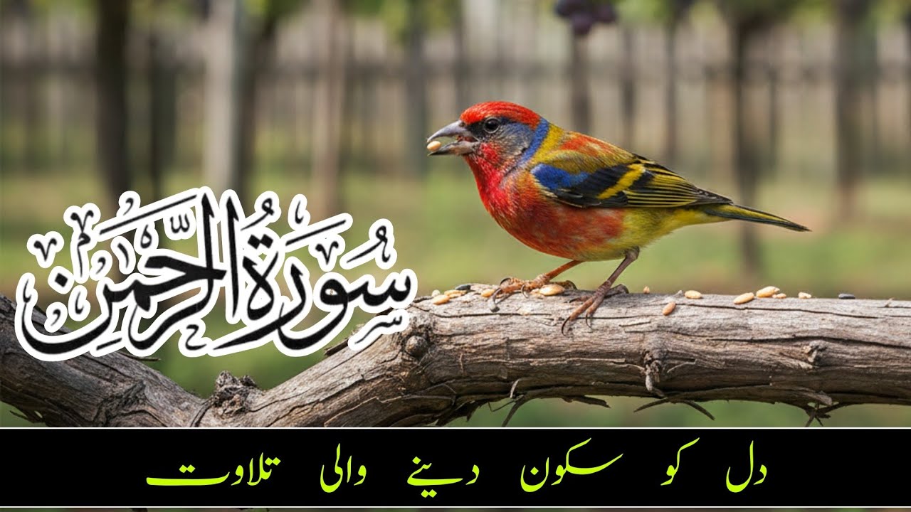 Surah Rahman |55 سوره رحمن | Episode 013| Beautiful Recitation | Surah Rahman Sharif