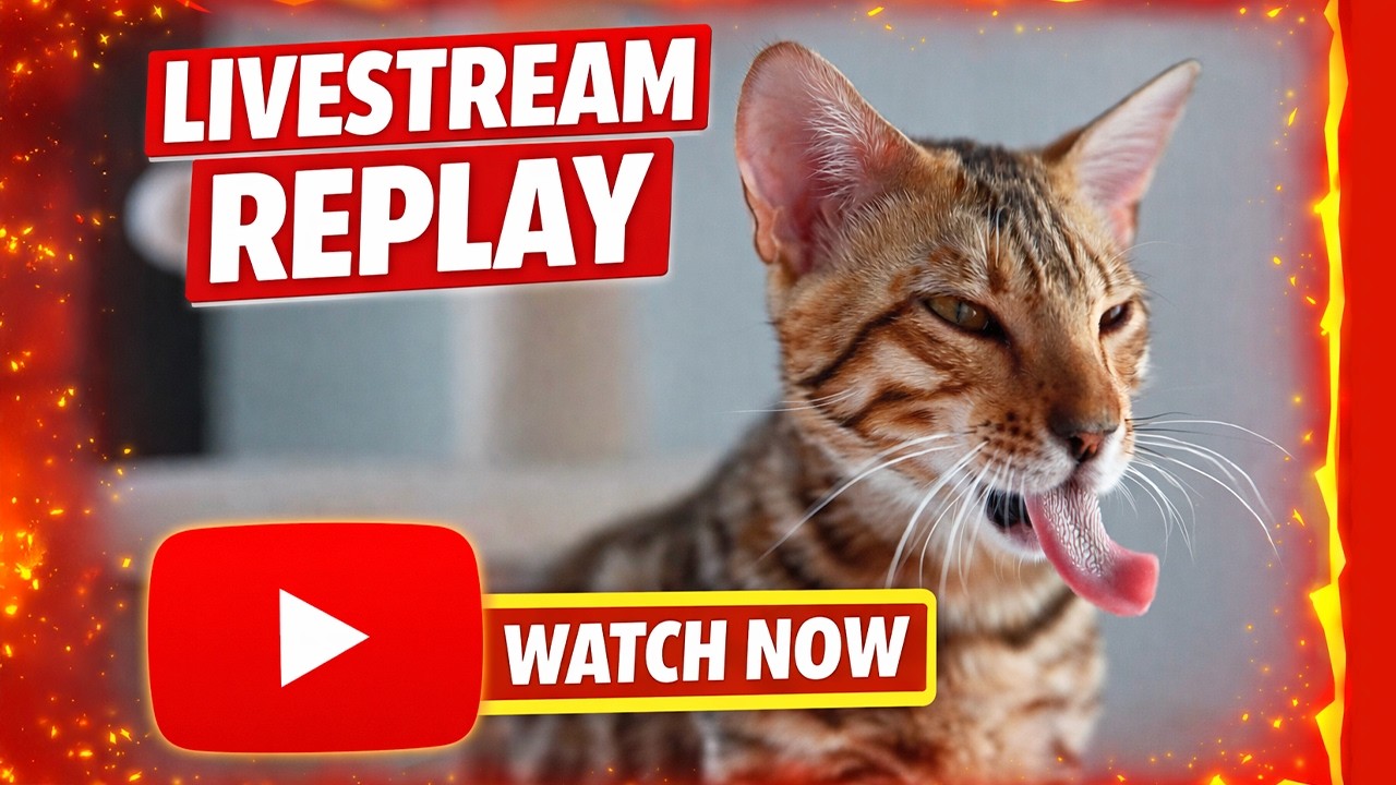 🔴 LIVE Balu the Bengal 🐾 Zoomies, Leash Training & Piano Practice!