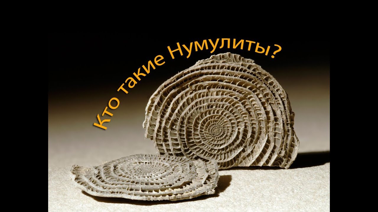Кто такие Нумулиты