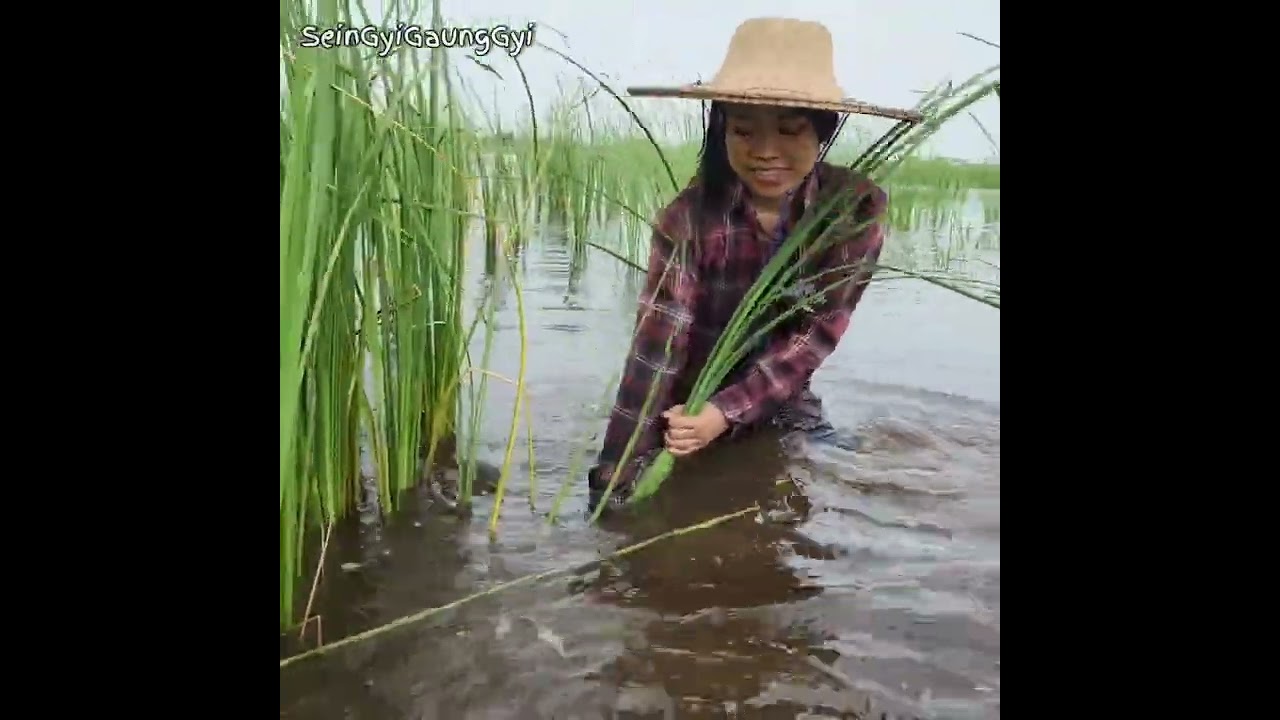 ညီမလေးနဲ့အတူ ပိုက်တားငါးတွေသွားကြည့်မယ်ဗျာ