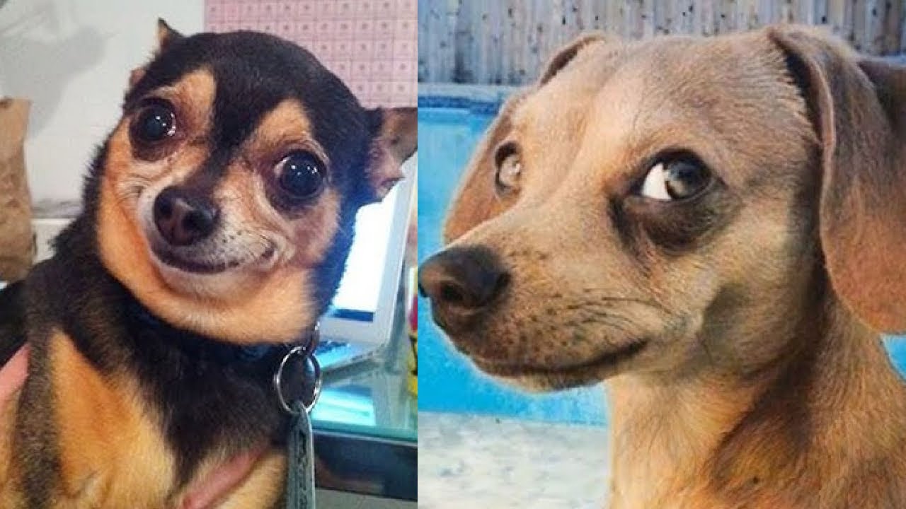🐶😭 Уморительные собачьи неудачи: 30 минут непрерывного смеха! 🐶🤣