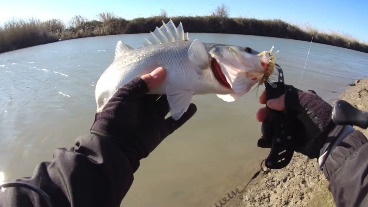 Silikon karides ile levrek#fishing #balık #levrek #lrf #bassfishing #levrekavi