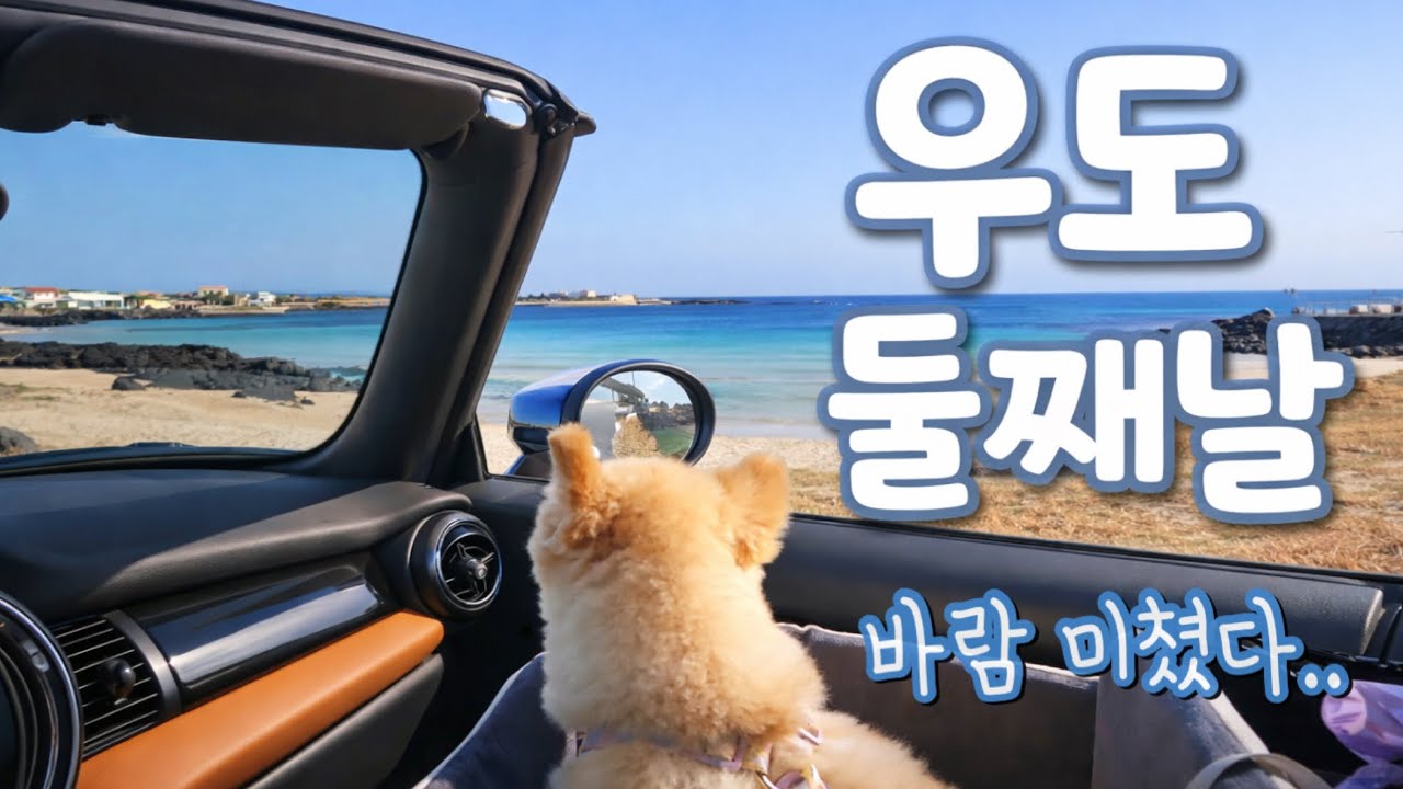제주 우도 여행 둘째날 | 검멀레해변에서 강풍에 날아갈뻔한 곰이🐶 집에서 수제간식 만들어주기🎃