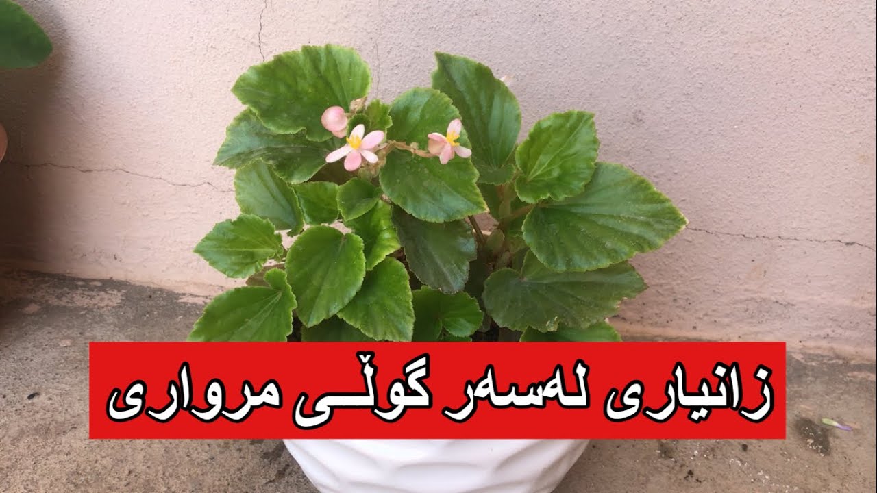 زانیاری لەسەر گوڵی مرواری ، بیگۆنیای مۆم #agriculture #youtube #rahelaziz #flowers