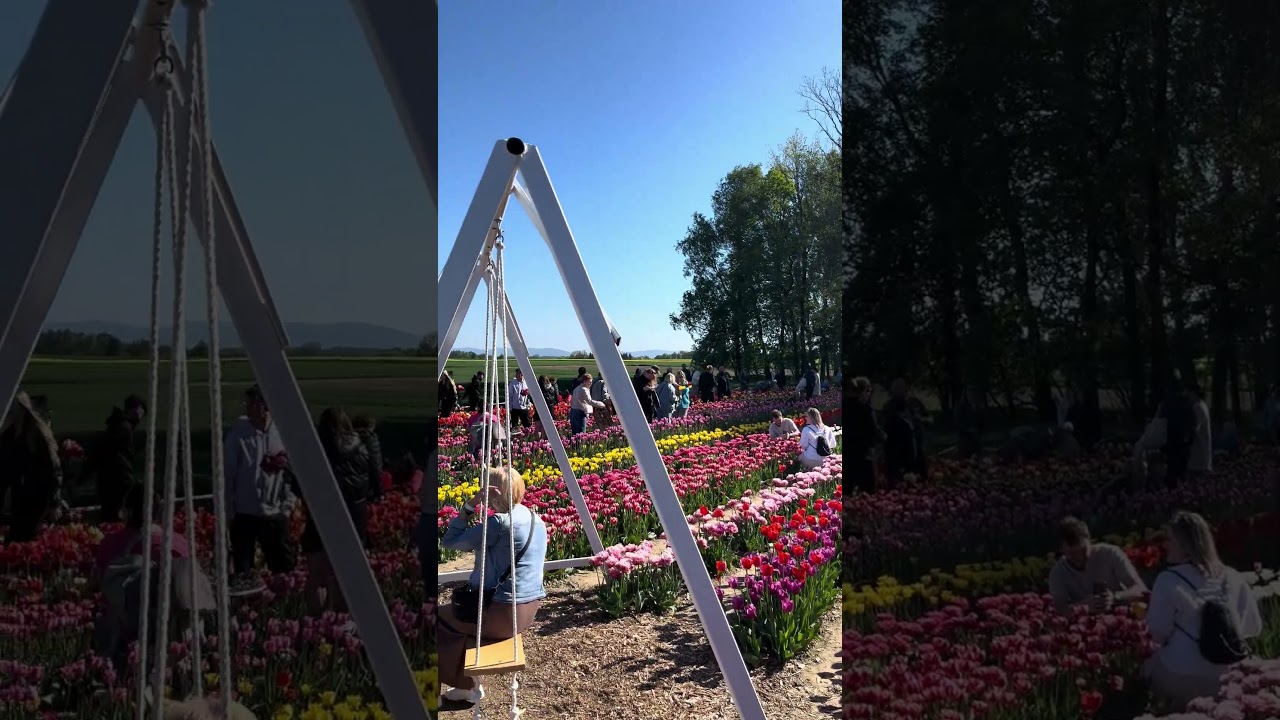 Tulip garden in Polanka Wielka, Poland. #nature #tulip #tulips #polanka #botanicalgarden #flowers