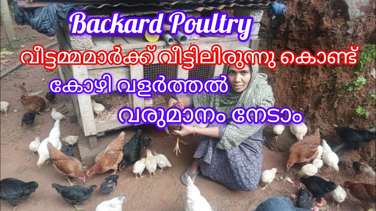 വീട്ടമ്മമാർക്ക് വീട്ടിലിരുന്നു കൊണ്ട് കോഴി വളർത്തലിലൂടെ വരുമാനം ഉണ്ടാക്കാം Backward Poultry 🐔🐔