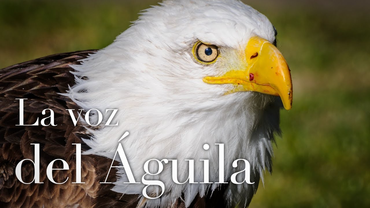 La voz del águila.