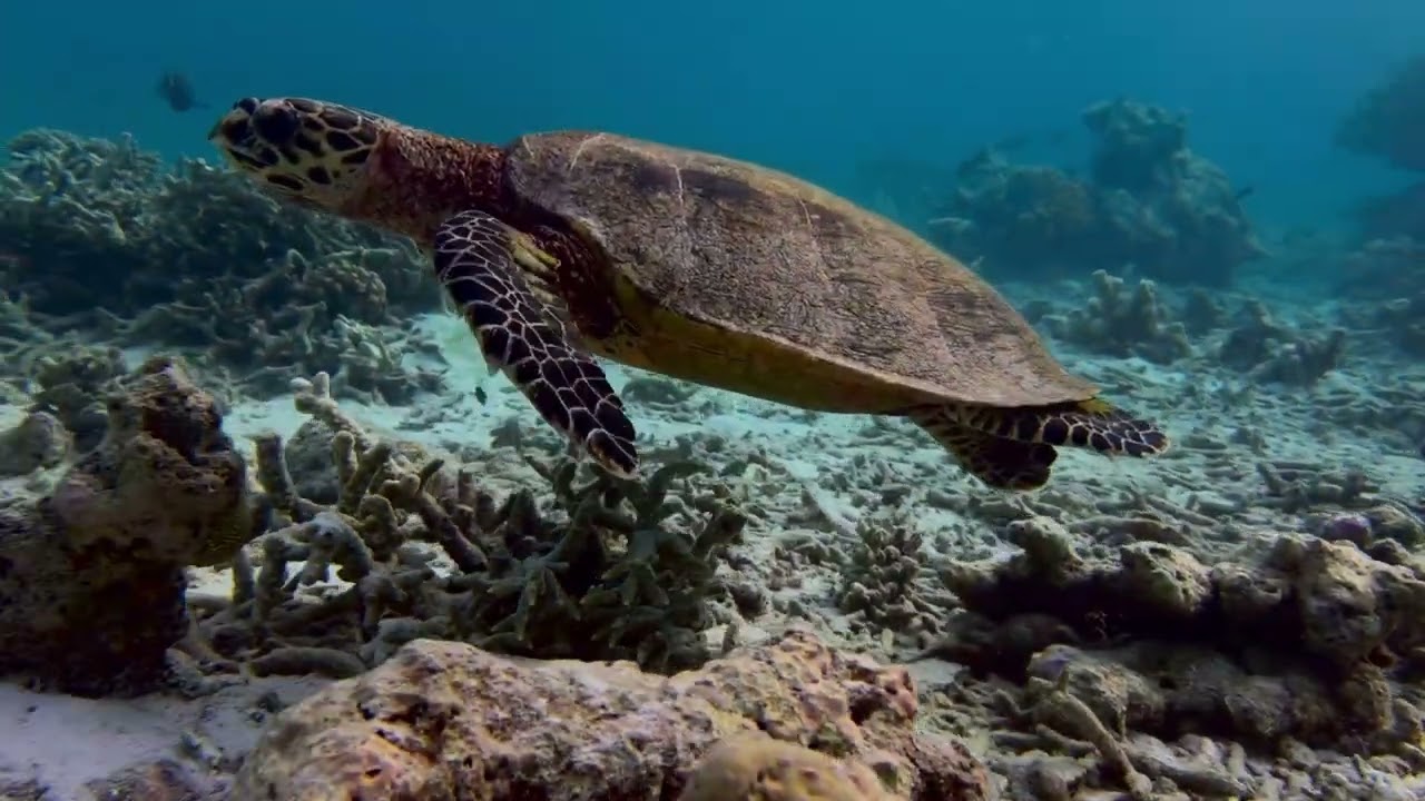 Freediving and snorkeling the house reef at Diamonds Thudufushi February 2026