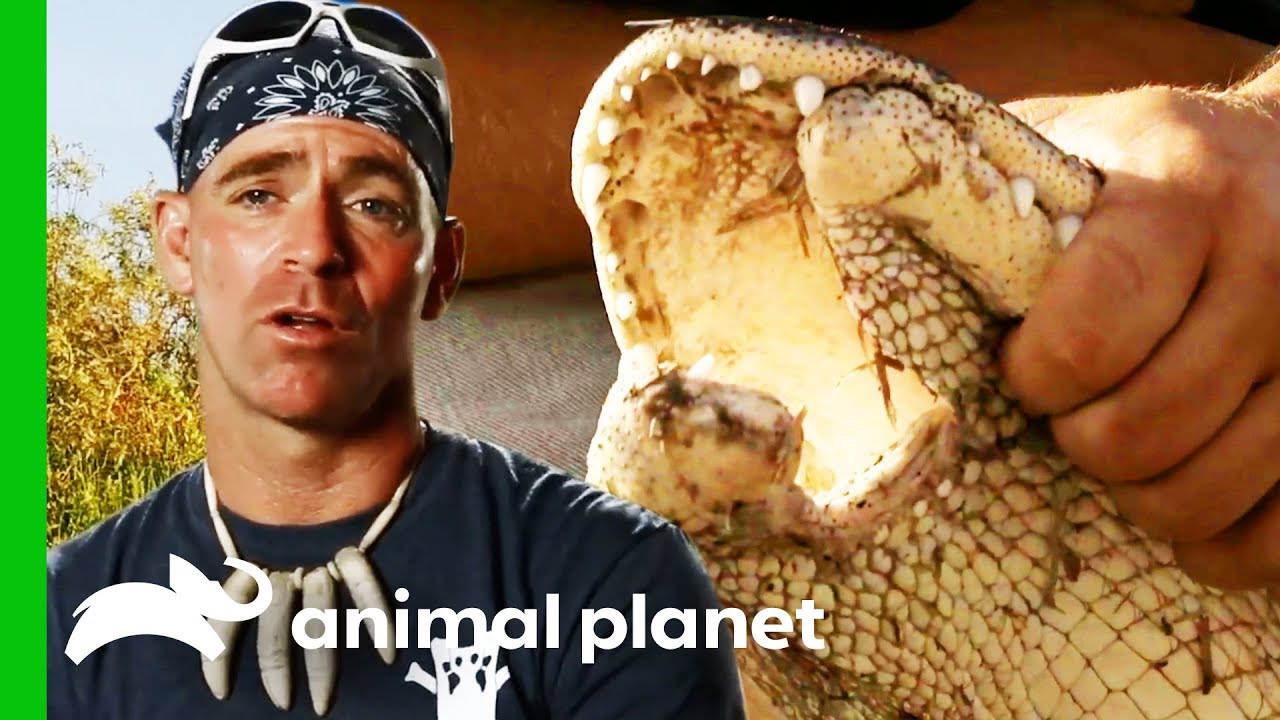 Performing Life-Changing Jaw Surgery On An Injured Gator | Gator Boys