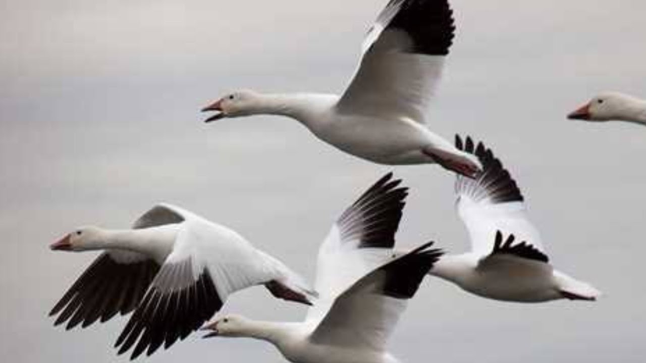 SNOW GOOSE SOUNDS || THE MOST POWERFULL SOUNDs