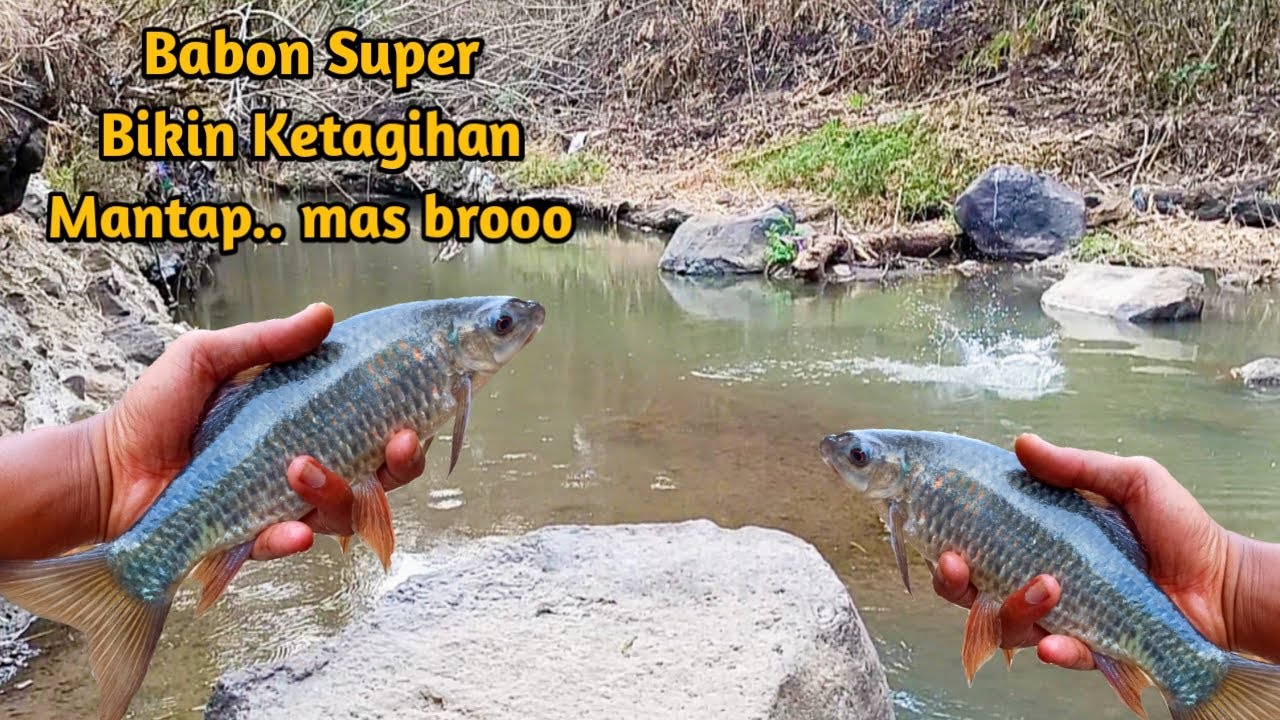 Mancing nilem umpan lumut halus!! gak nyangka poin babon nilem!!