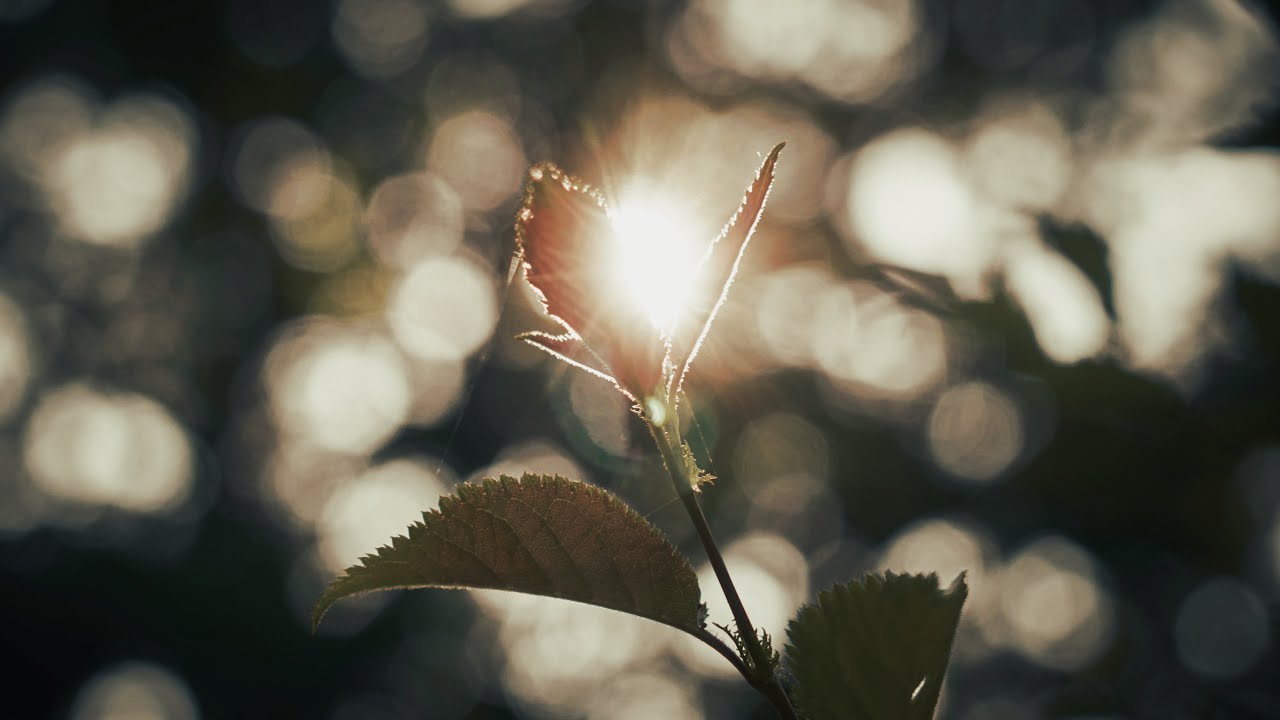 What is Bokeh?