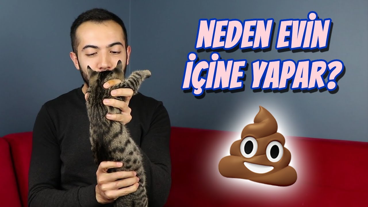 KEDİM TUVALETİNİ EVİN İ&Ccedil;İNE YAPIYOR! (Kediler Neden Kum Kabının Dışına Tuvaletini Yapar?)
