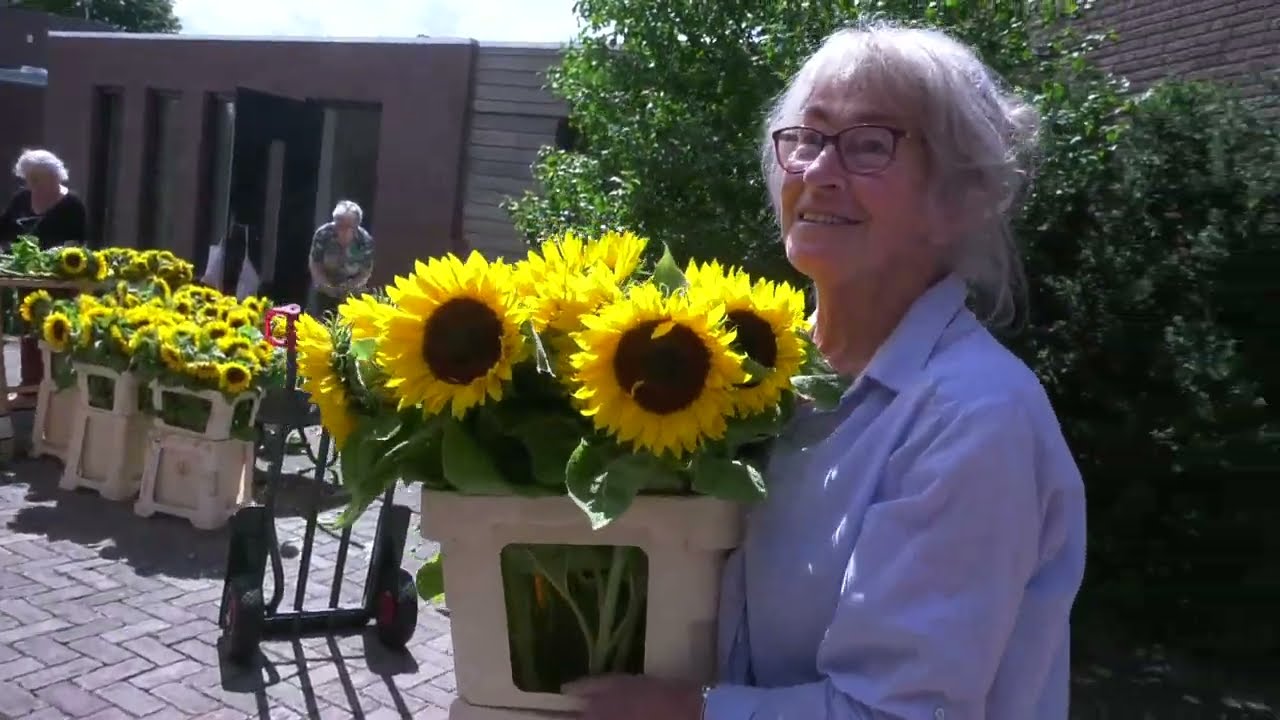 Zonnebloemen kleuren Meijel voor OLS