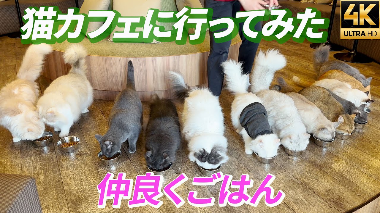 【猫カフェ ごはんタイムや猫アイスに夢中♪ 】猫カフェモカMOCHA秋葉原店 Cat cafe iPhone14Pro 4K