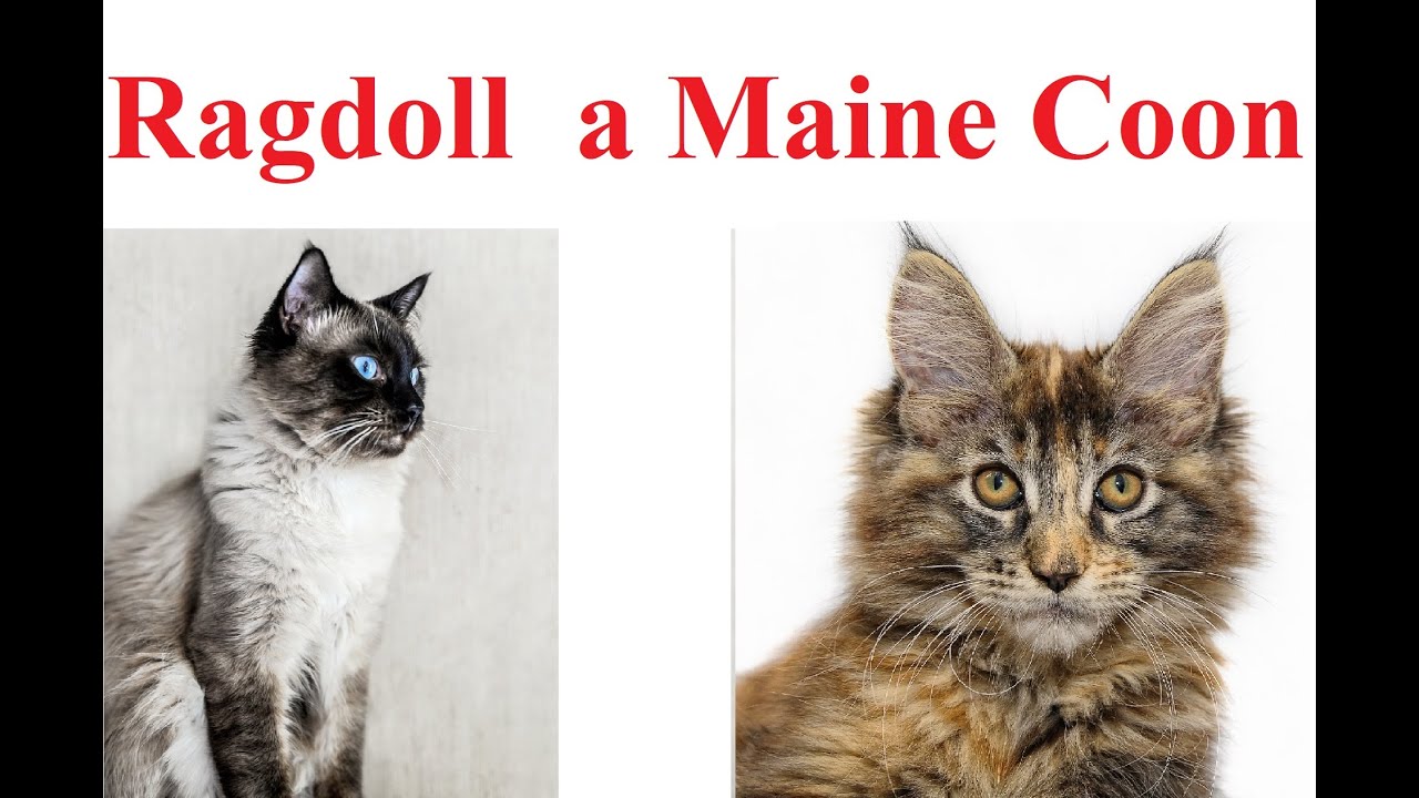 Ragdoll a Maine Coon   - por&oacute;wnanie ras