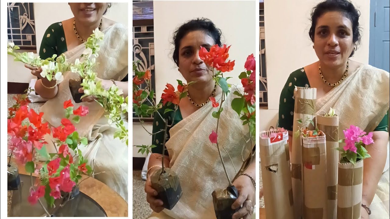 Online വാങ്ങിയ ബോഗെൻവില്ല ചെടികൾ കണ്ടോ...... Alchemy of Petals