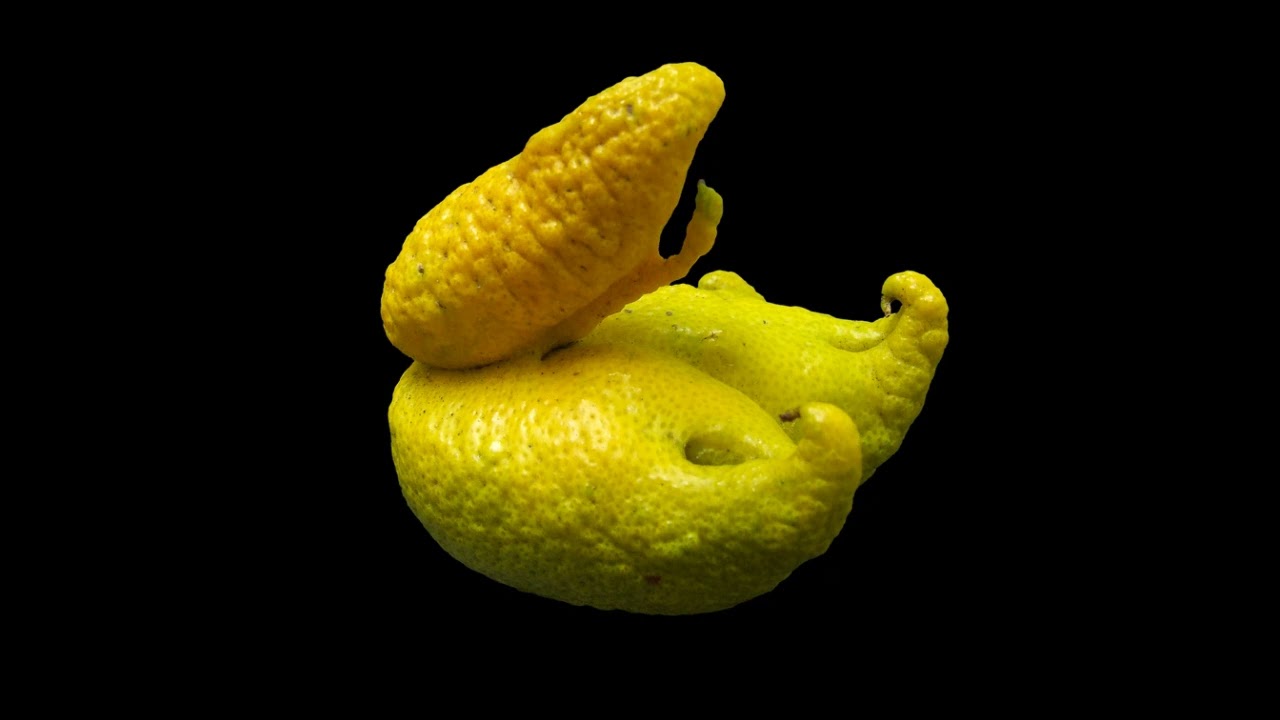 #002 The Ancient Walker Lemon