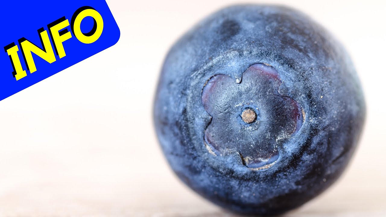 Bountiful Blue Blueberry (INFO)