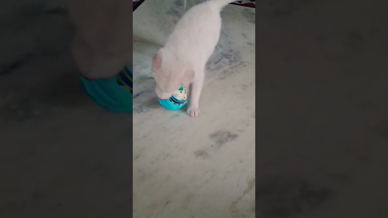 Cute Dog#telugu #shorts #viral #shortvideo #youtubeshorts #shortsvideo #trending #dog #dogs