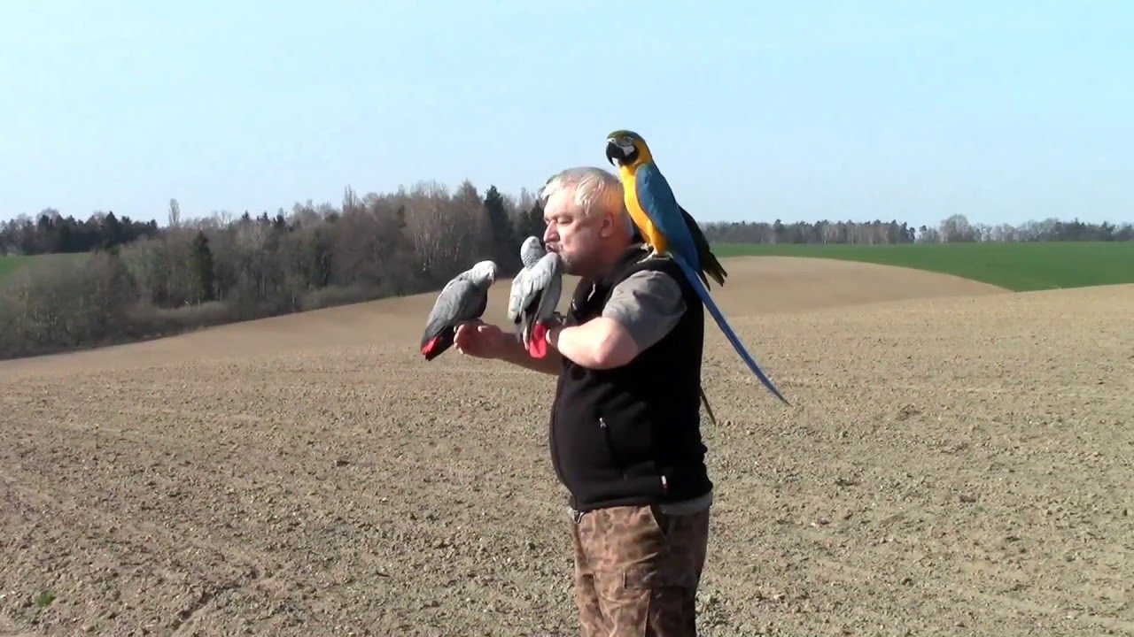 Hluč&iacute;n voln&yacute; let (Ara Ararauna, Žako Kongo)
