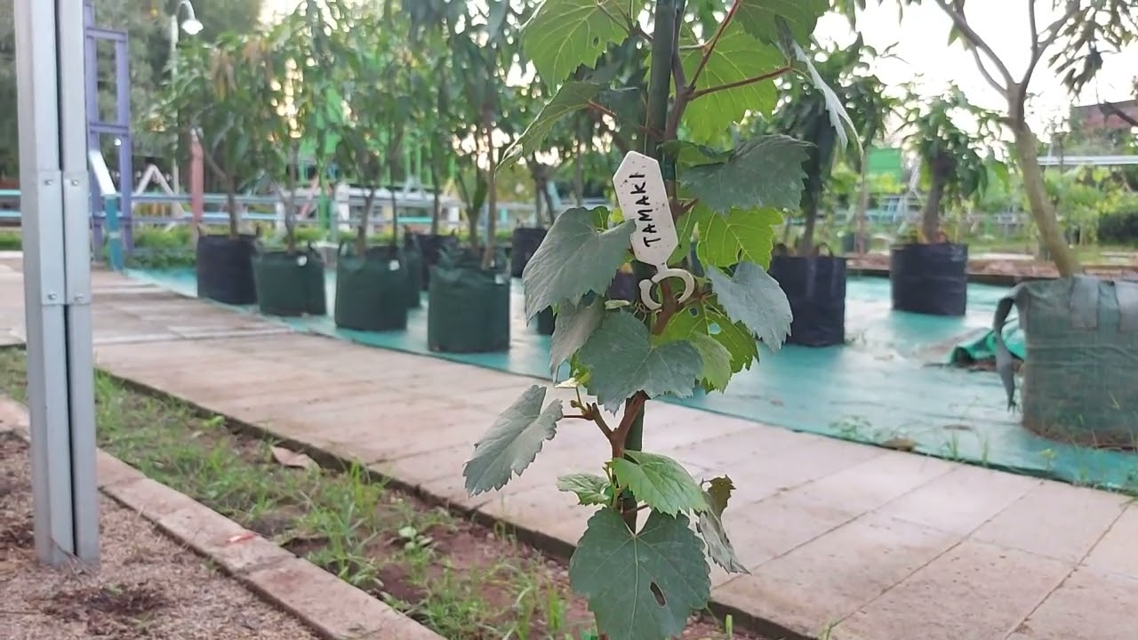 Grafe garden di agroeduwisata situbolang indramayu.