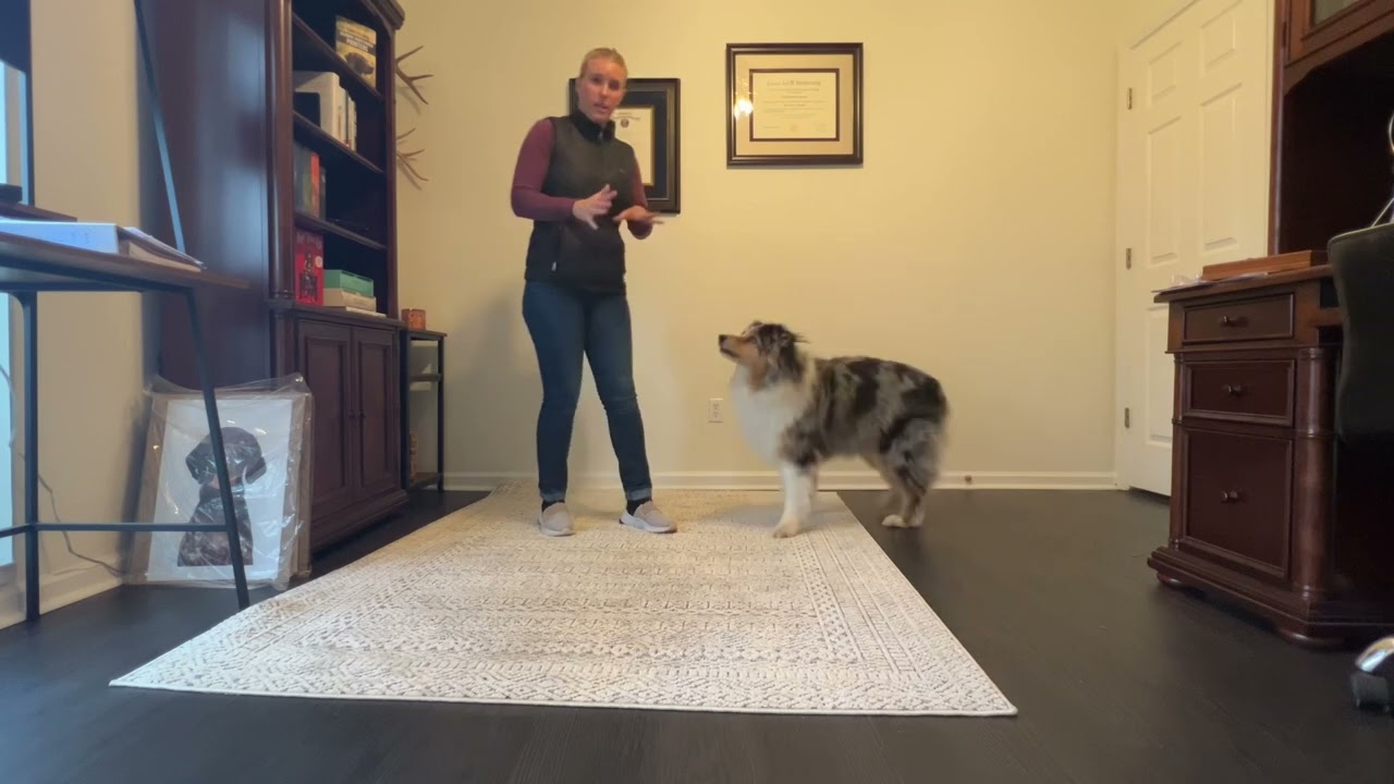 Sit when approached - a method to stop jumping up