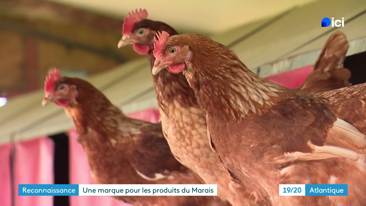 D&eacute;couvrez la ferme o&ugrave; les &oelig;ufs bio prennent des couleurs et du go&ucirc;t en plein c&oelig;ur du Marais poitevin
