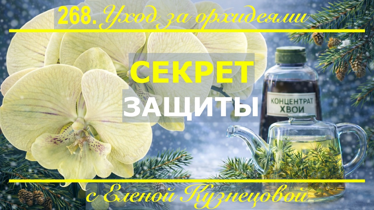 Орхидея фаленопсис зимой наиболее уязвима! Как помочь